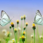 ボディワークとその目的